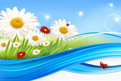 Ladybugs On Daisies HD Desktop Backgrounds