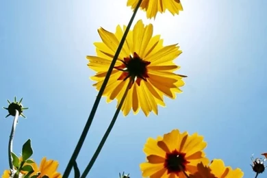 Daisy iPhone 4s Wallpapers