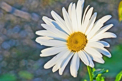 Daisies Flowers Wallpapers » WallDevil   Best Free HD Desktop And ...