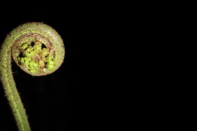 Backgrounds Destop Wallpapers » WallDevil   Best Free HD Desktop ...