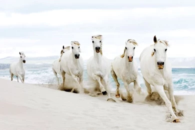 The Wallpapers HD Horses Image Of Horses Run Horse Wallpapers ...