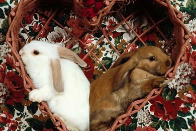 Rabbits In Heart Free Hd Wallpapers Free Download For Destop