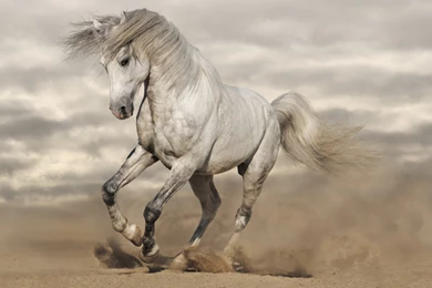 Horse White Animal Run Wallpapers