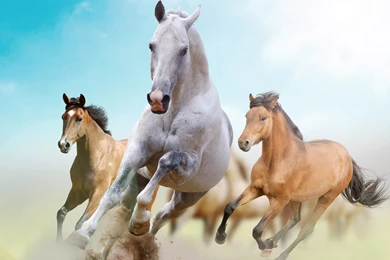 4K Wallpapers   Running   Horses, Freedom, Running   7478x5410