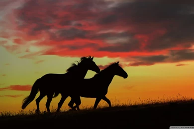 Download Wild Horses Running Wallpapers 1920x1080