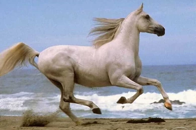 Download Free Time Machine August 9 White Horse Running On Beach ...