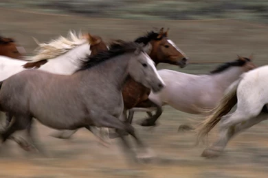 Wallpapers Herd, Mustangs, Horse, At Run Desktop Wallpapers ...