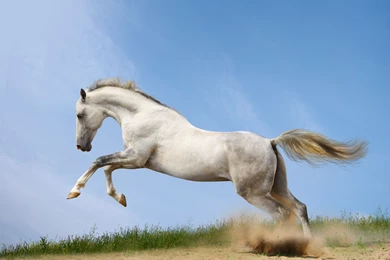 Horses Run Animals Horse Wallpapers