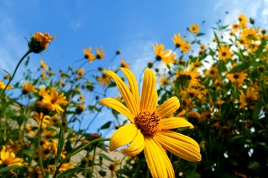 PC Backgrounds Wallpapers