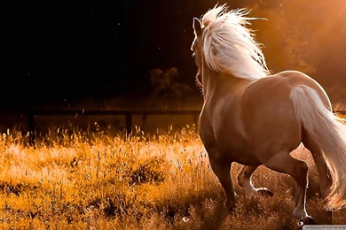 Horse Run Away Hd Wallpapers