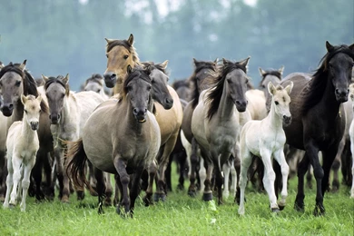 Dream Adventure Mongolia