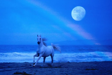 Photo White Horse At Coast Of The Sea In The Light Of The Moon ...