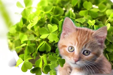 Ipad Wallpapers Free Download St Patrick S Day Wallpapers For