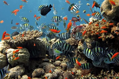 High Resolution Best Fish Aquarium Full HD Wallpapers ...