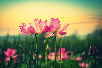 Flowers: Beautiful Flowers Colorful Pretty Wallpapers Gallery For ...