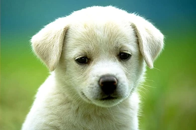 Cute Dog Wallpapers Computer