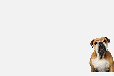 Puppy Dog Wallpapers For Computer