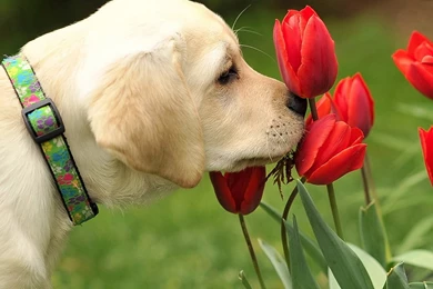 Dog Wallpapers Free Download   Wallpapers HD Fine