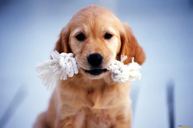 YouWall   Beautiful Dog Wallpapers   Wallpaper,wallpapers,free ...