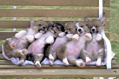 Welsh Corgi Cute Puppies Dog Wallpapers For Your Computer Desktop ...