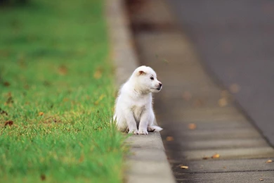 Pretty White Dog Wallpapers Computer Desktop B