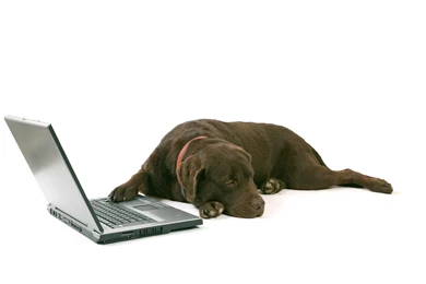 Dog Computer Wallpapers, Desktop Backgrounds