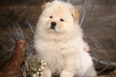 Cute Chow Chow Puppy Dog Wallpapers For Your Computer Desktop