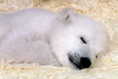 Bear Images, Pictures