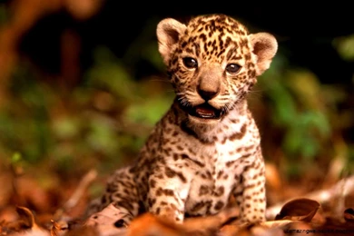 Really Cute Baby Wild Animals