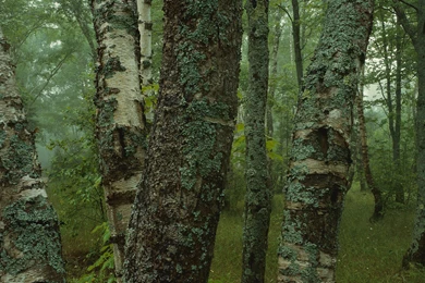 Dual Monitors Zombie Wallpaper Backgrounds