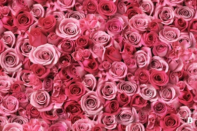 HD Flower Wallpapers For PC