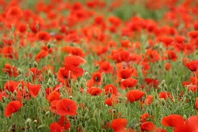 Facial Treatments: Free Download Flower Wallpapers, Beautiful ...