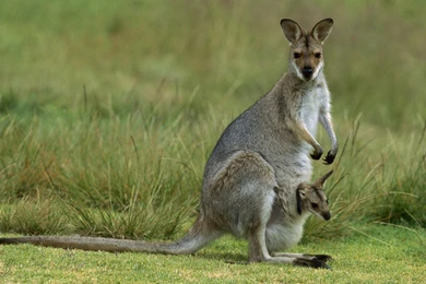 Kangaroos Wallpapers Page 2: AGILE WALLABY Feeding Mum Baby ...
