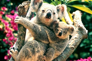 Koalas, Australia < Animals < Life < Desktop Wallpapers