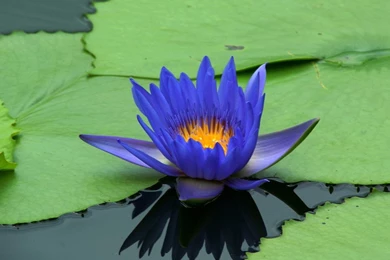White Lotus Flowers Beautiful Images   Beautiful Black And White ...