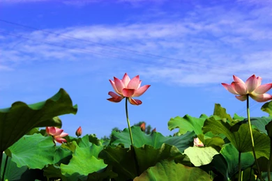 Summer Lotus Flower Wallpapers 39, Lotus Flower Pictures & Images