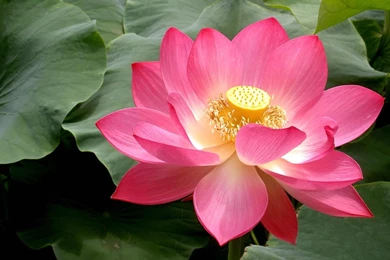 Lotus Wallpapers   Wallpapers Zone