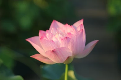 High Quality Lotus Flower Wallpapers