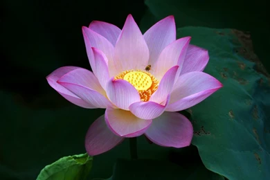 Beautiful Lotus Flowers Wallpapers 433, Lotus Flower Pictures & Images