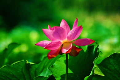 Red Lotus Flower Wallpapers 31, Lotus Flower Pictures & Images