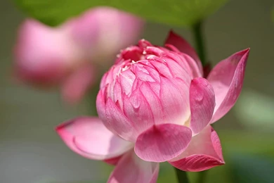 Dream Beautiful Lotus Flower Close up Photography Desktop ...