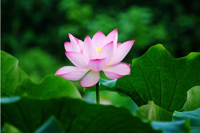 RePin Image: Lotus Flower Hd Wallpapers On Pinterest