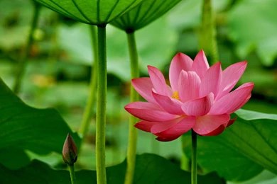Red Lotus Flower Wallpapers 29, Lotus Flower Pictures & Images