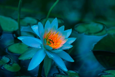 Blue Lotus Flower Wallpapers 14, Lotus Flower Pictures & Images