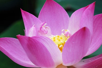 Beautiful Lotus Flowers Wallpapers 439, Lotus Flower Pictures & Images