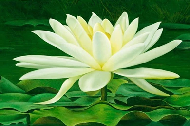 Magical Beauty Of Lotus Flower Wallpapers   Free Wall Paper