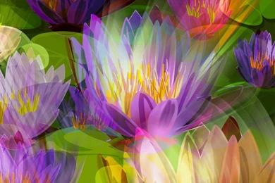 Lotus Flowers Wallpapers 41890 HD Wallpapers