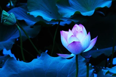 Blue Lotus Flower Wallpapers 01, Lotus Flower Pictures & Images
