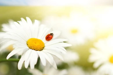 Download Wallpapers 3840x2400 Ladybug, Daisy, Flower, Bright ...
