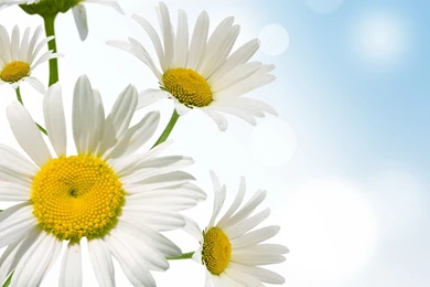 High Resolution Daisy Wallpapers For Desktop Full Size ...